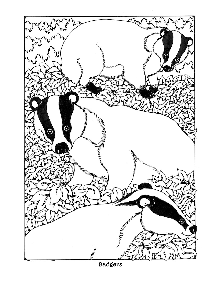 St Eanswythe Colouring Book - Individual Page - The Badgers