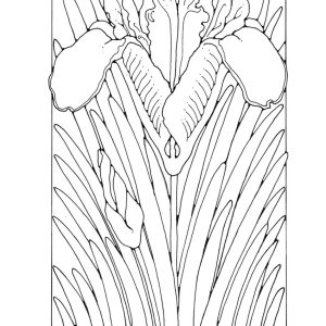 St Eanswythe Colouring Book - Individual Page - The Iris